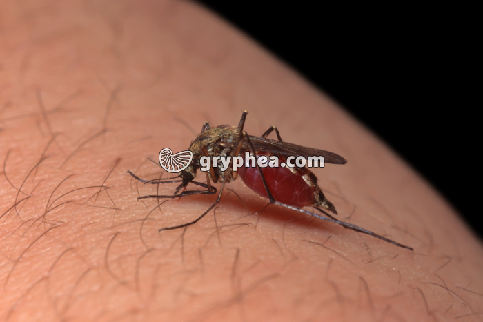 Moustique  femelle - fin de la piqûre - gryphea.com